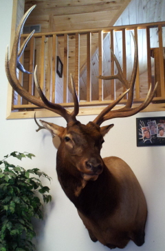 the mount